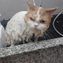 SERVICO DE BANHO E TOSA HIGIENICA GATO